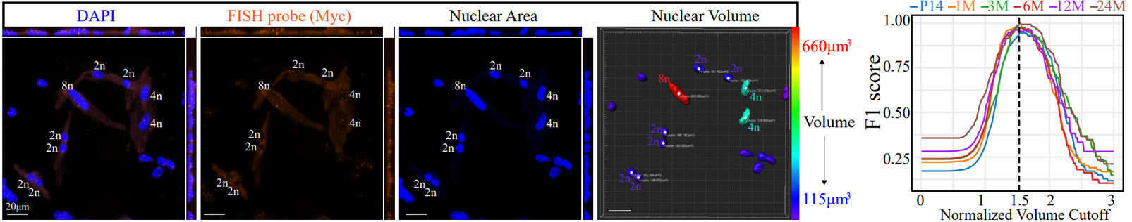 Nuclear Ploidy