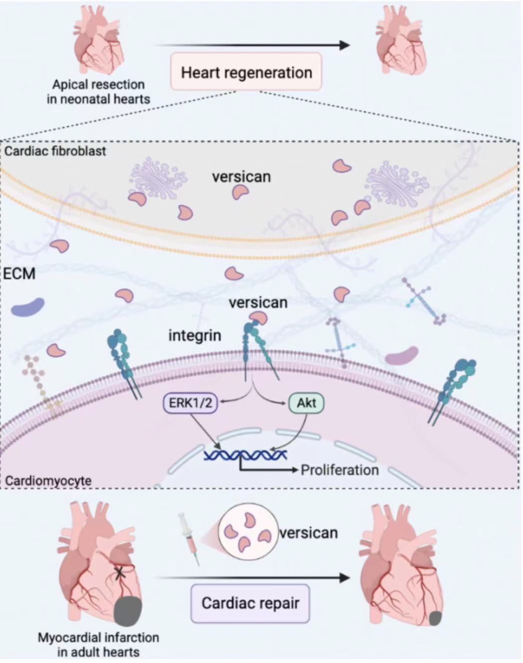 Heart Regeneration